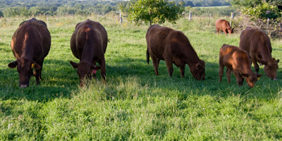 cattle