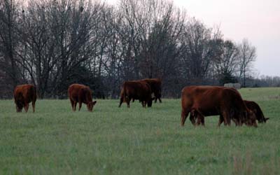 cattle