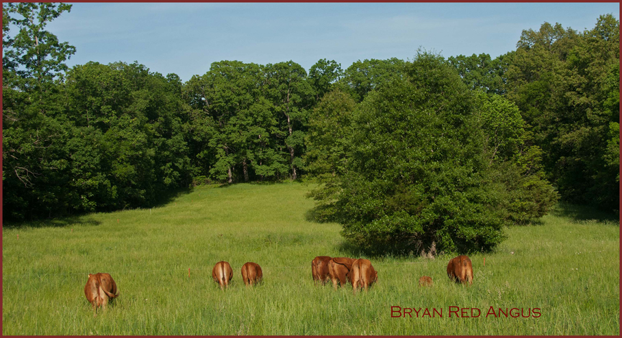 cattle