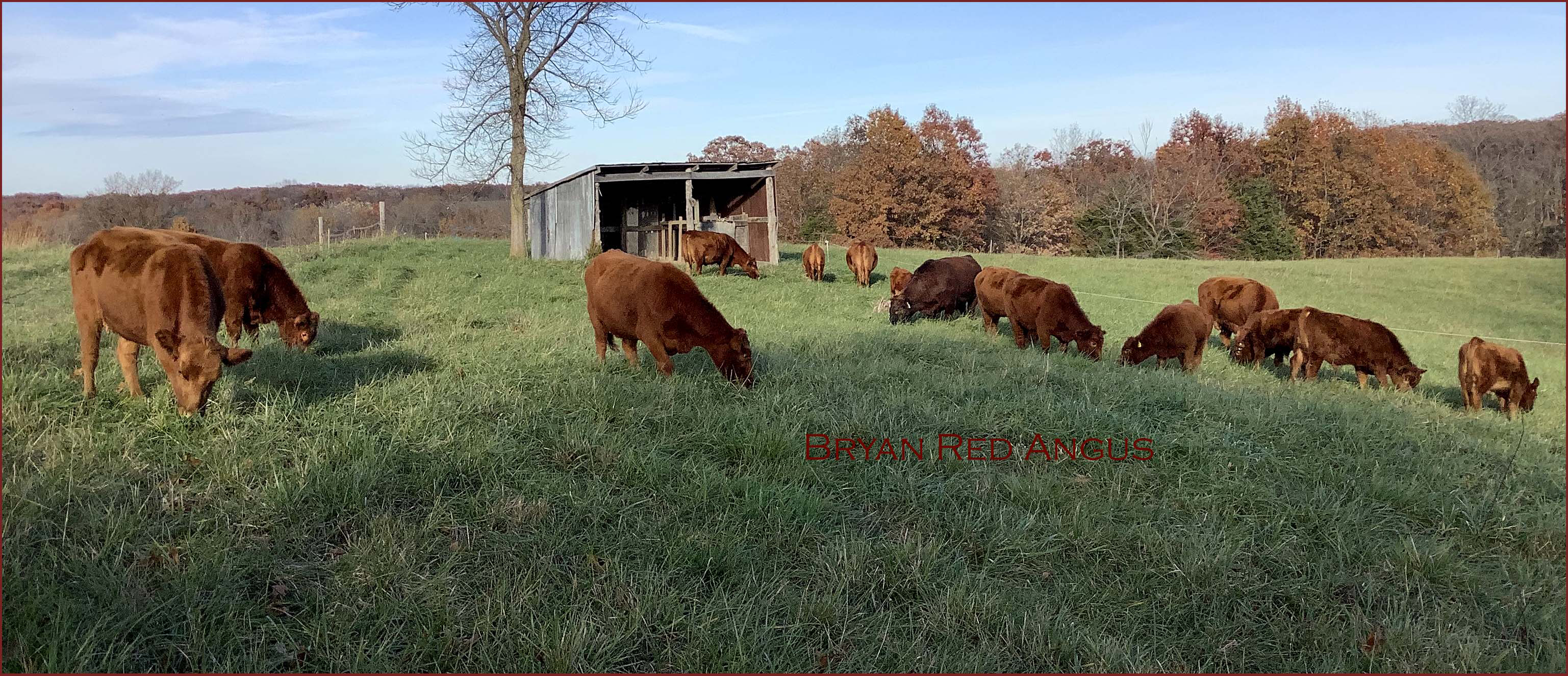 Grazing
